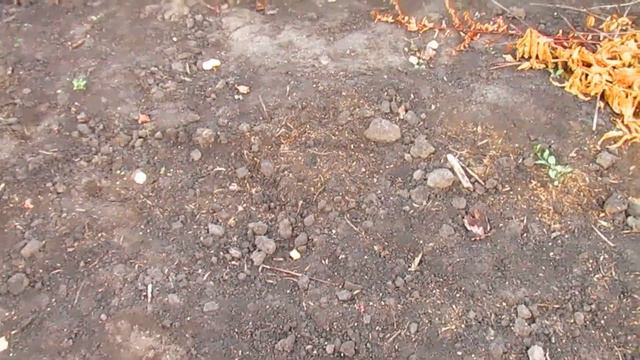 Полевой портулак на даче смотреть онлайн