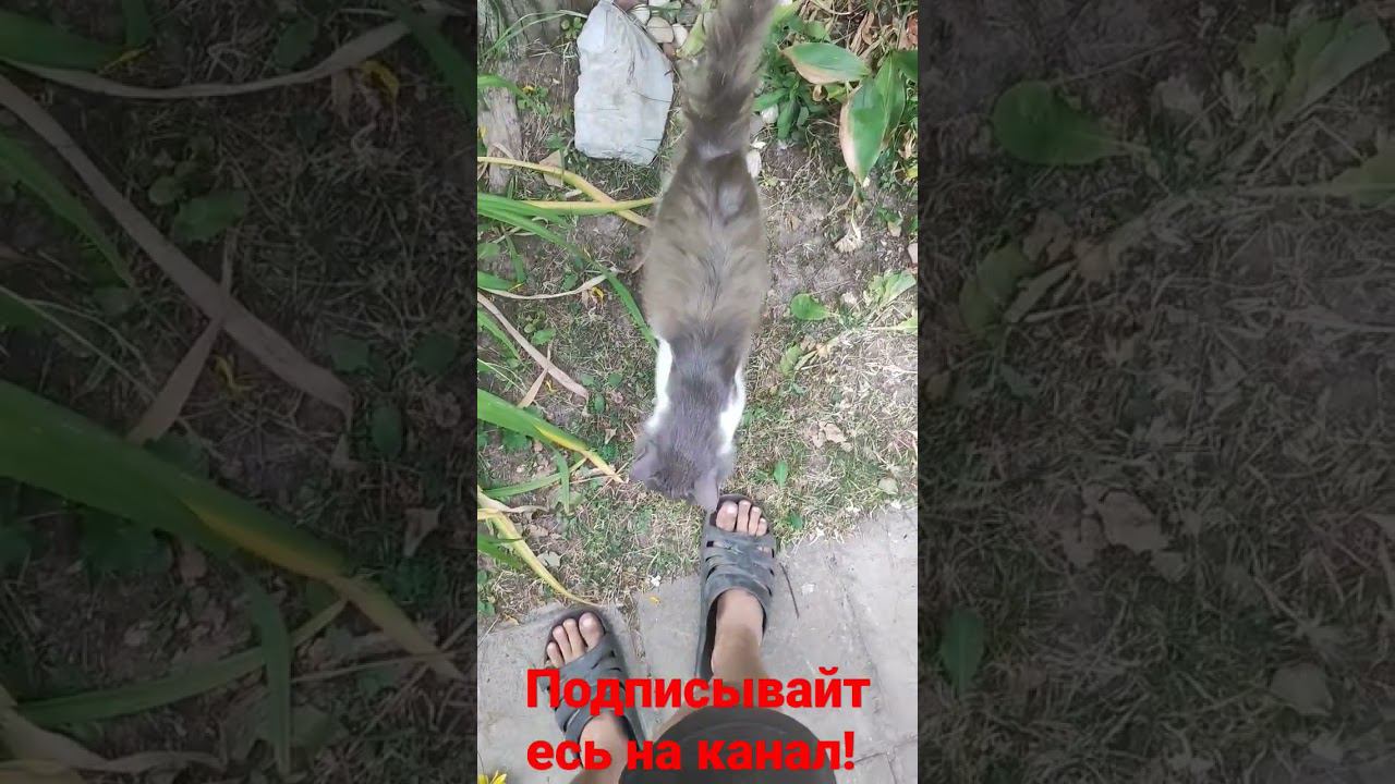 Барсик и взгляд! смотреть онлайн