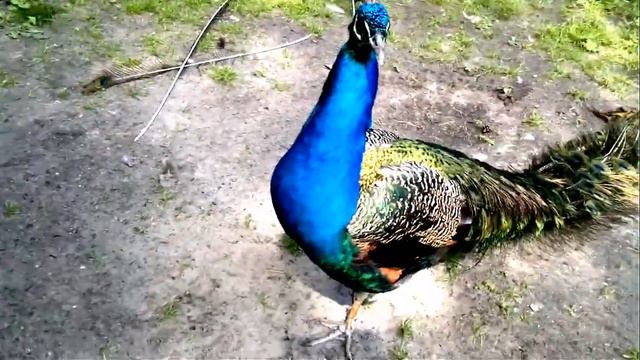 новосибирский зоопарк -это замечательный отдых смотреть онлайн