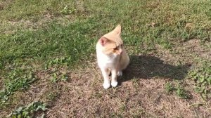 ПОЧЕМУ В ДОМ ПРИШЛА ЧУЖАЯ КОШКА... ПРИЧИНЫ И ПРИМЕТЫ . народные приметы и поверья