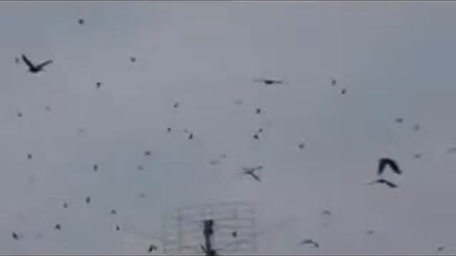 ТИМ Улетают птицы.avi смотреть онлайн