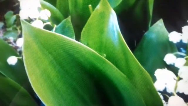 Стихотворение о природе "Улыбаясь, шагает весна..." смотреть онлайн