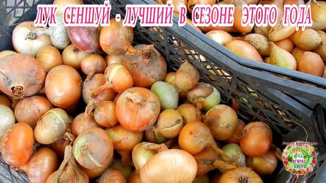 Лук Сеншуй - лучший в сезоне этого года смотреть онлайн