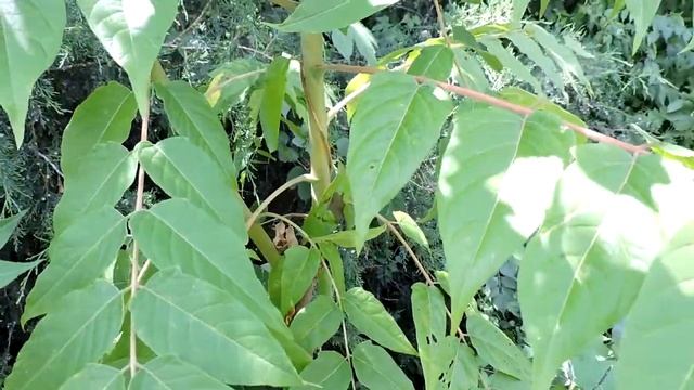 Capital Naturalist: Ailanthus, Tree of Heaven смотреть онлайн