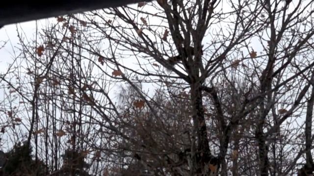 [1000 FPS] Прыжок белки