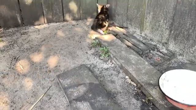 ВЛОГ: Один день из жизни в деревне. КОТЫ НАЙДЁНЫШИ . смотреть онлайн