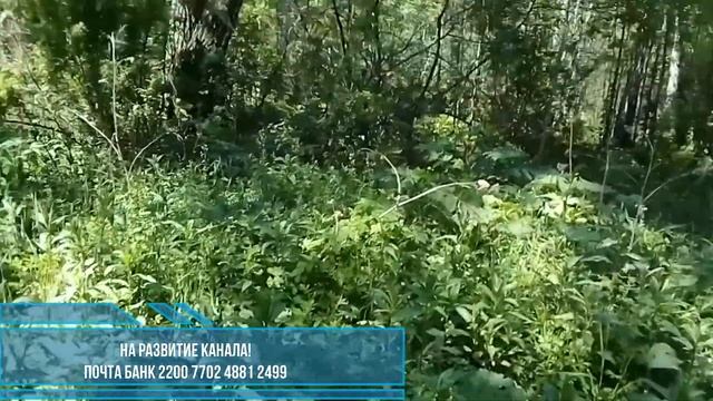 Будра плющевидная (собачья мята).