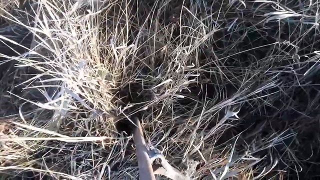 Приспособление для посадки грецких орехов. смотреть онлайн