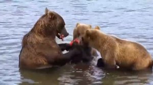 Смешные медведи! Приколы с животными! Смешные медведи на реке!