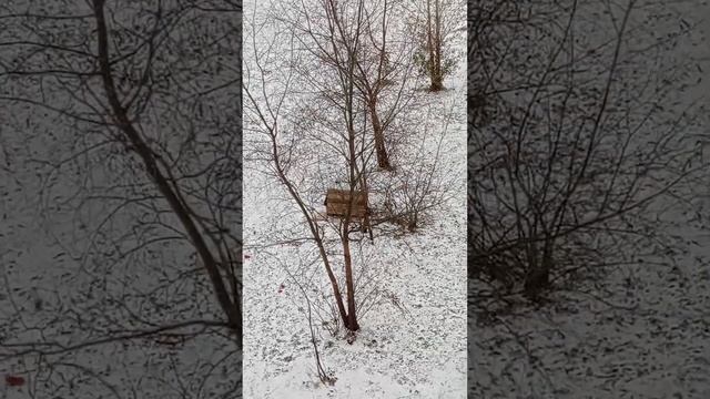 Смотрим в окно с внуком/❄Выпал снег/ Недовольство Миши?/Домик для собаки. смотреть онлайн