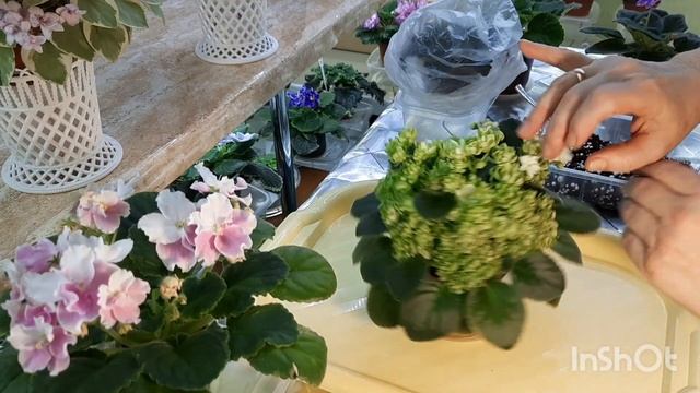 Губительное цветение! Показываю на своих фиалках почему нельзя давать розетке долго цвести! смотреть онлайн