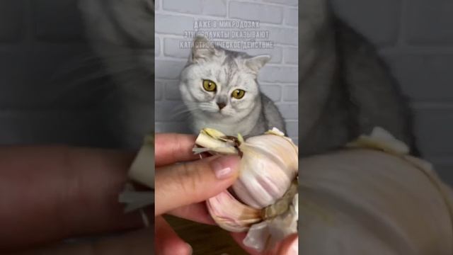 Самые опасные продукты для твоей кошки / Смешные коты - Майя ! #кот #кошка #кошки