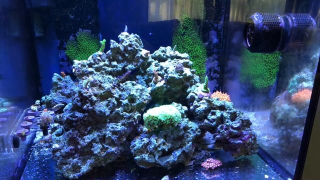 Reef Tank Update - Happy Corals! Anemone On The Move! Dinos Not Again! смотреть онлайн