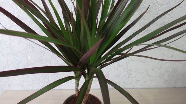 Какой грунт нужен для драцены в горшке #комнатныерастения#драцена