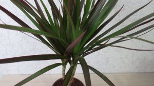 Какой грунт нужен для драцены в горшке #комнатныерастения#драцена