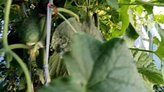 9 августа. Про огурцы. Томат черри Pera Naranja.