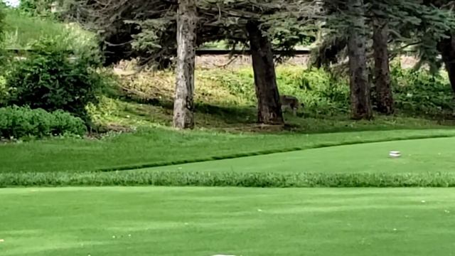 Wylie coyote(1) смотреть онлайн