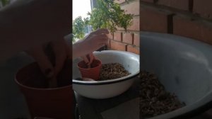 Адиантум  венерин волос (5 месяцев спустя) - пересадка, уход в домашних условиях