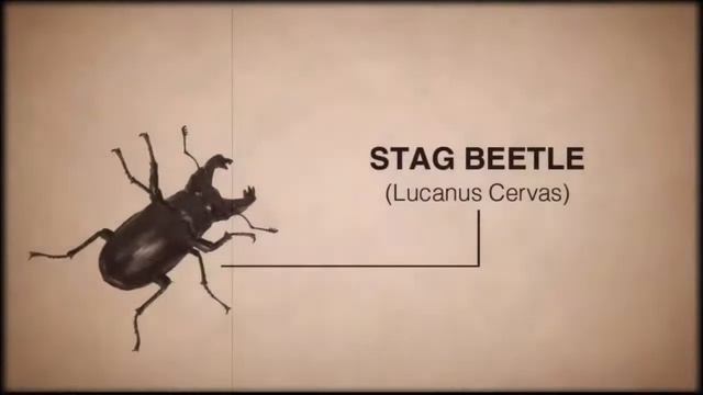 Official: Centipede Infestation Bugs HD video game trailer - Wii 3DS смотреть онлайн