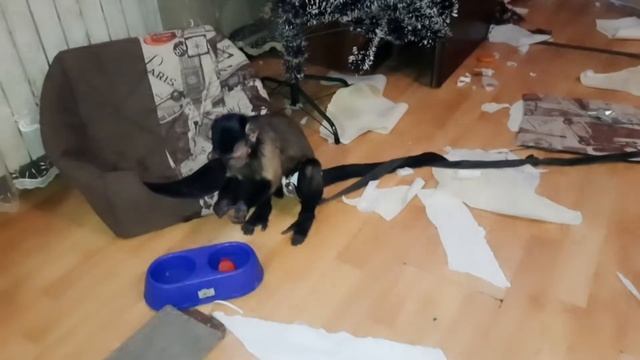 Маленькая домашняя обезьянка помогает наводить дома порядок!