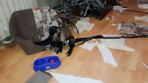 Маленькая домашняя обезьянка помогает наводить дома порядок!
