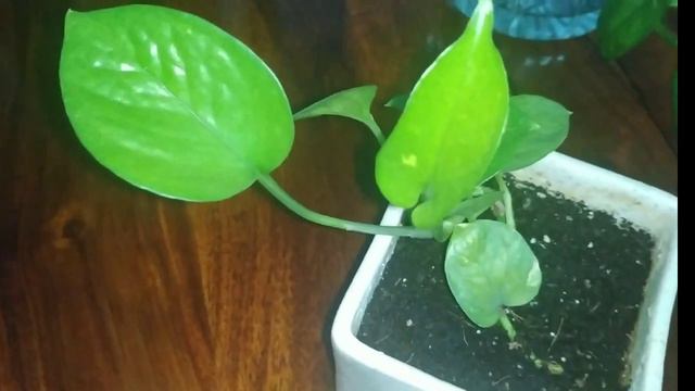 Money plant | Kamal Sehgal Sood смотреть онлайн