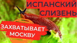 Испанский слизень: Западные слизняки заполонили Центральную Россию и бесконтрольно размножаются ?
