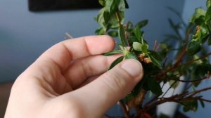 АЗАЛИЯ. ОСОБЕННОСТИ ЛИСТЬЕВ. Тургор листьев азалии.