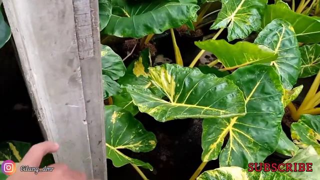 Part:2 budidaya tanaman alocasia macroriza gold/new iquana смотреть онлайн