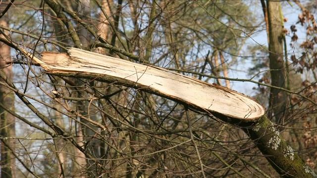 Ostpark Rüsselsheim смотреть онлайн