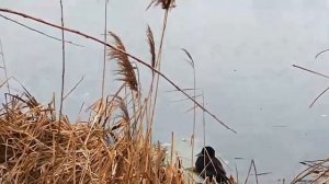 "Летят перелетные птицы в осенней дали голубой. Летят они в жаркие страны, а я остаюся с тобой…"