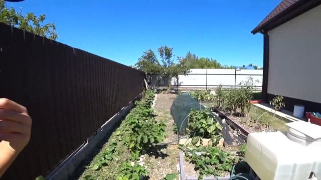 Наш первый богатый урожай. Задумка из цемента. Живём на улице и кушаем. смотреть онлайн