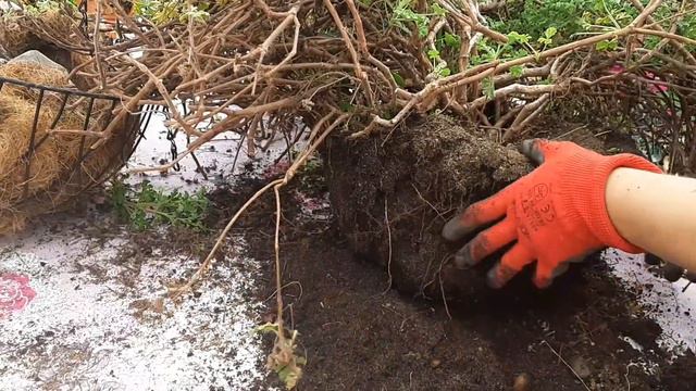 La poda del pelargonium Randy y su reproducción por esqueje 🌷 смотреть онлайн