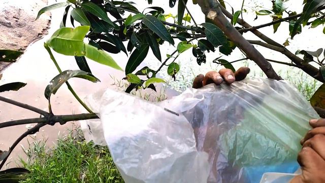 एयर लेयरिंग करना सीखें 🌱 how to do air layering | Air layering kaise kare | air layering mango tree смотреть онлайн