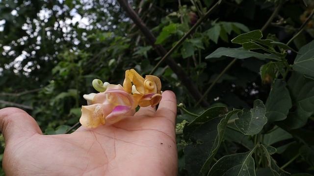 Hablemos de la Flor de Caracol - Tripa de Fraile - Cochliasanthus caracalla - Vigna caracalla/nativ смотреть онлайн