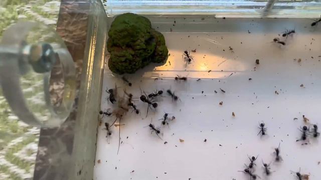 Messor Barbarus новые новости за 9 месяцев!