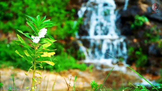 Super Relaxing Instrumental Music - CHA CHA / RUMBA / MAMBO / TANGO - Best Guitar Latin Music Ever смотреть онлайн