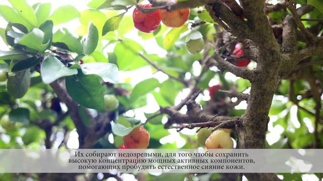 Барбадосская вишня смотреть онлайн