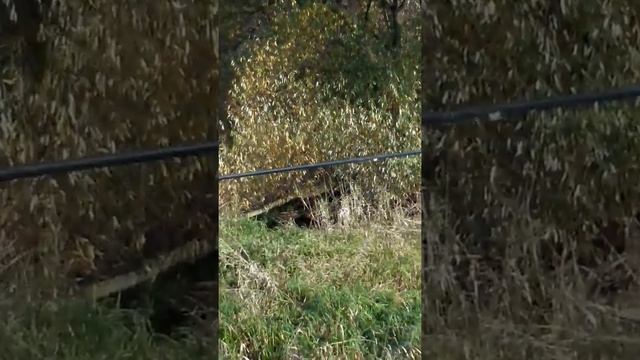 Заросшая ивняком и прочими растениями речка Вохонка в Павловском Посаде смотреть онлайн