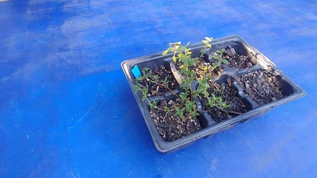 How To Propagate Thyme From Seeds (with actual results) смотреть онлайн