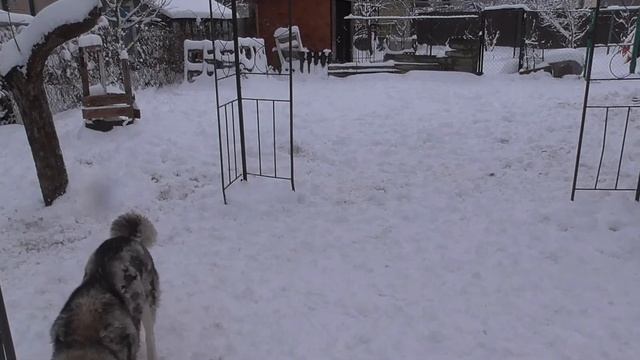 Стая Сибирских Хаски играет в снегу :) смотреть онлайн