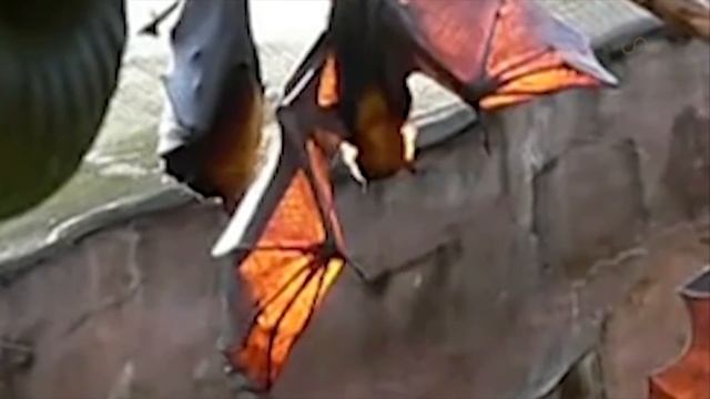 GIANT BAT CAPTURED, WHAT IS IT? смотреть онлайн