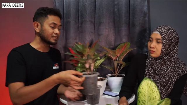 TIPS MERAWAT AGLAONEMA AGAR TUMBUH SUBUR DAN RIMBUN смотреть онлайн