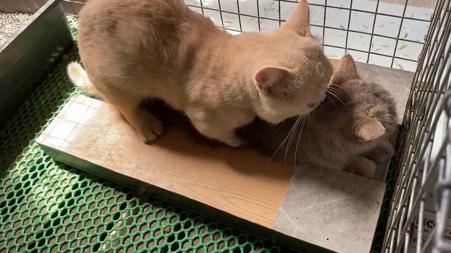 Cat in heat ? || Bơ vs Mỡ4 || Munchkin Mate || Cat breeding ? смотреть онлайн