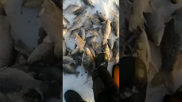 Зимняя рыбалка на карася, озеро Чаны, о. Заячий, 21 февраля 2022 смотреть онлайн