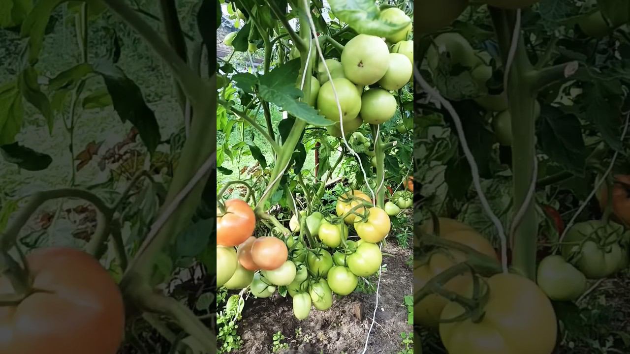 я не ждала такого урожая#томаты #shortsvideo смотреть онлайн