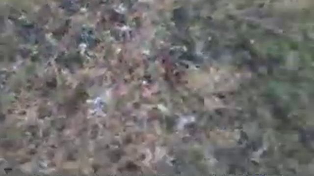 охота с таксами на корсака!!! смотреть онлайн