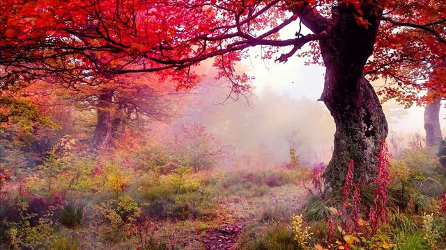 Piano Relax music. Classic (Без АП) смотреть онлайн