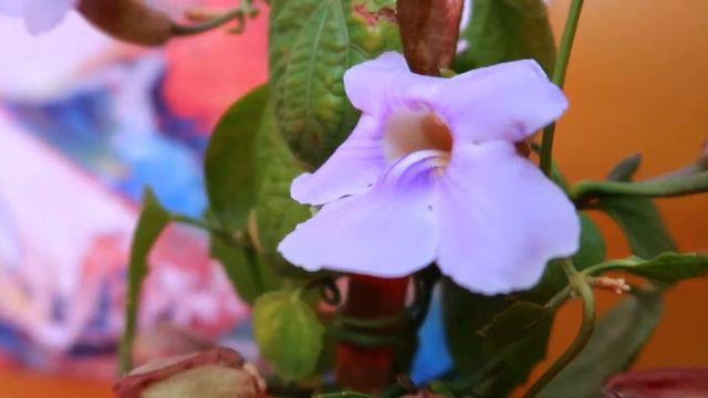 Bignonia azul o thunbergia grandiflora Enredadera de SOL CON FLORES cuidados básicos en casa смотреть онлайн