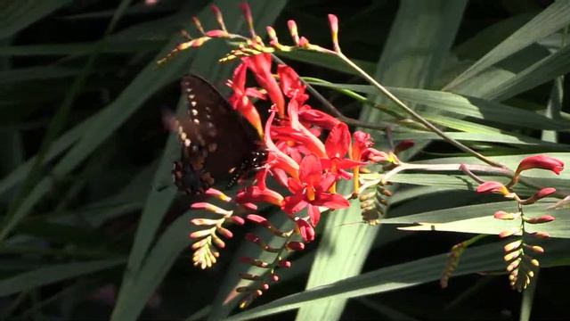 MVI 3621 butterfly visits crocosmia "Lucifer" смотреть онлайн